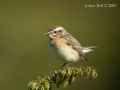 Луговой чекан фото (Saxicola rubetra) - изображение №2636 onbird.ru.<br>Источник: www.naturalbornbirder.com